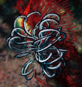 Black and white Crinoid