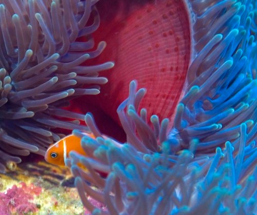 Pink Anemone Fish